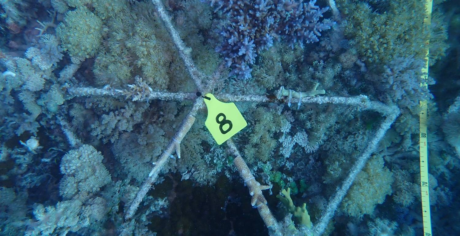 Tagged MARRS reef star covered in hard and soft coral at Bait Reef, Great Barrier Reef