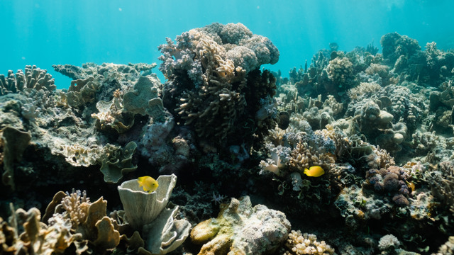 Coral reef in the Whitsundays