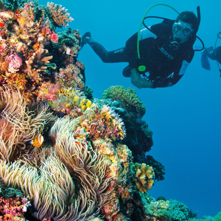 Divers at the Great Barrier Reef