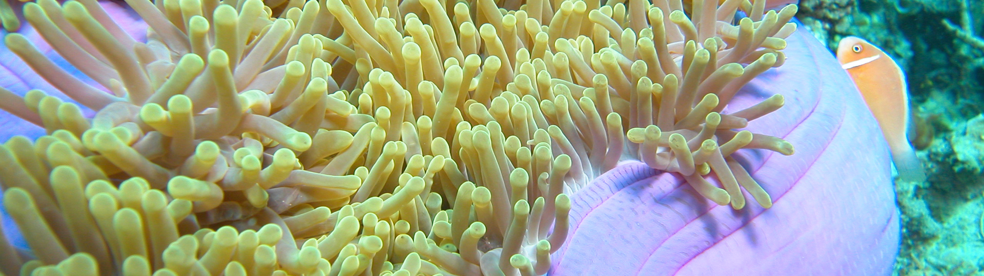 Sea anemone and clown fish 