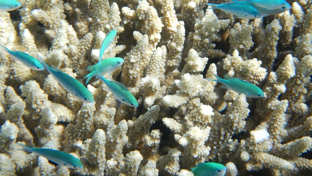 Little fish by the coral
