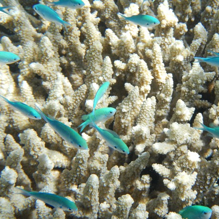 Little fish by the coral