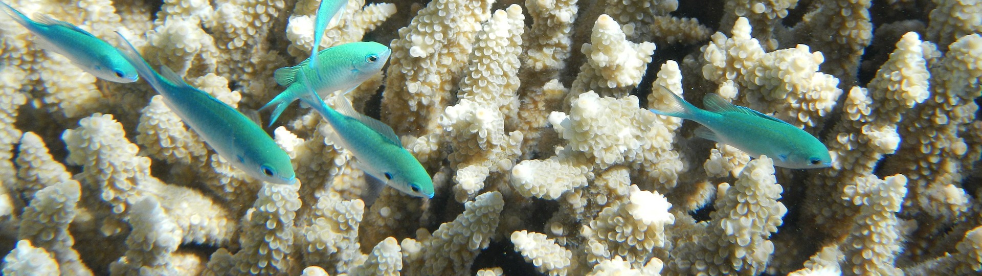 Little fish by the coral