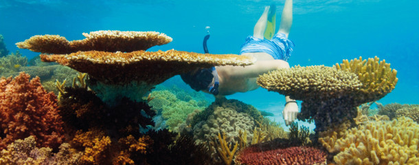 Snorkeler exploring coral reef
