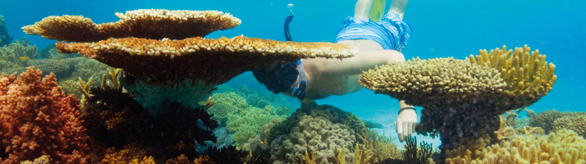 Snorkeler exploring coral reef