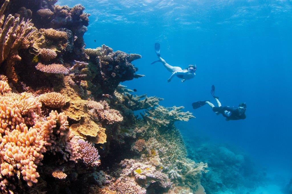 Snorkeling Great Barrier Reef Explore Group