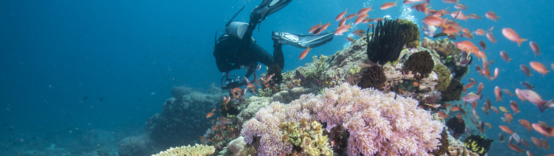 Explore Group | Great Barrier Reef | Discover the worlds largest reef with us