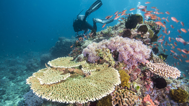 Explore Group | Great Barrier Reef | Discover the worlds largest reef with us