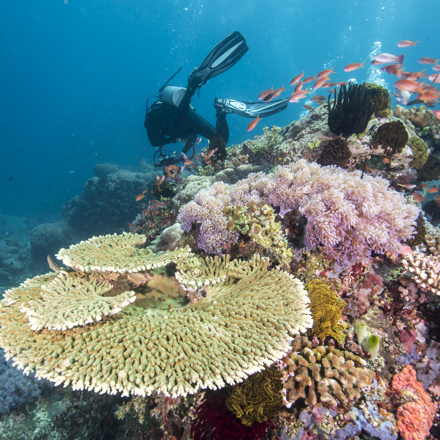 Explore Group | Great Barrier Reef | Discover the worlds largest reef with us