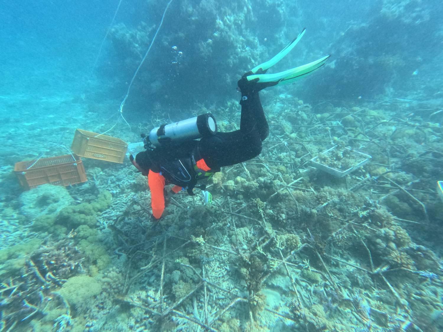 Scuba diver working among MARRS reef stars on a coral rubble field at Bait Reef